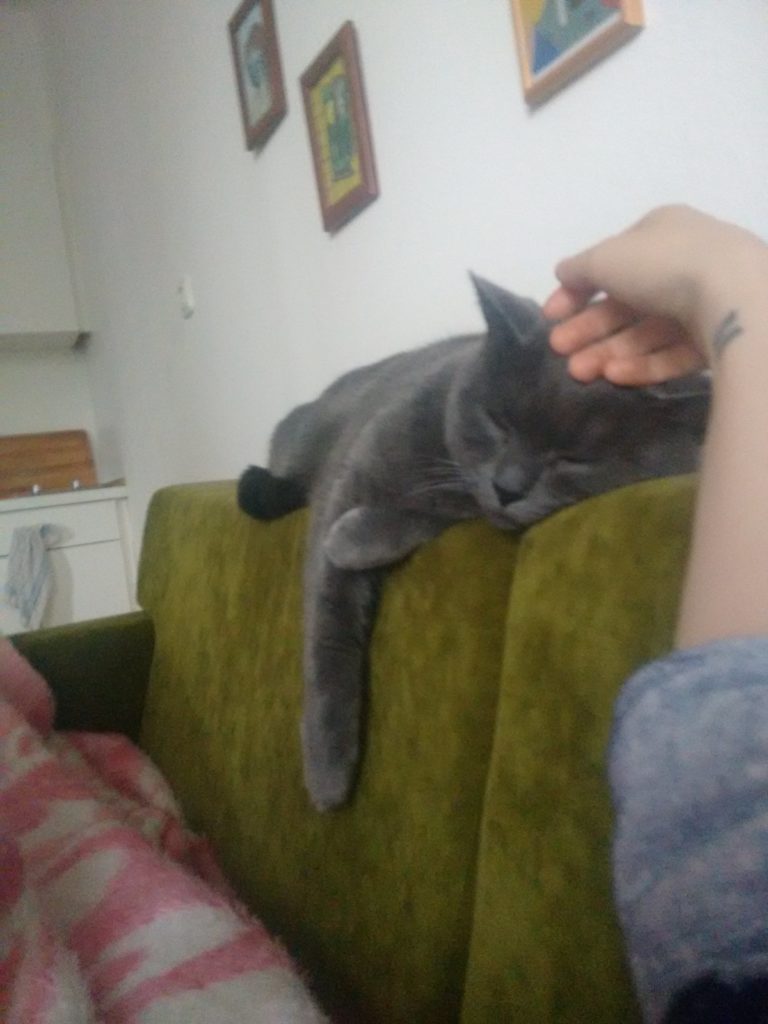 schöne katze auf schöner sofa